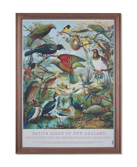 Native Birds of New Zealand Framed Print
